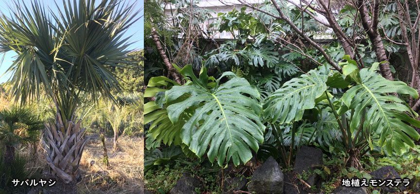 地植えモンステラ