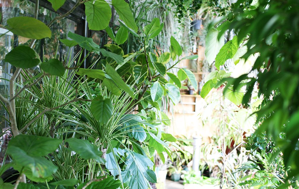 観葉植物お悩み解決