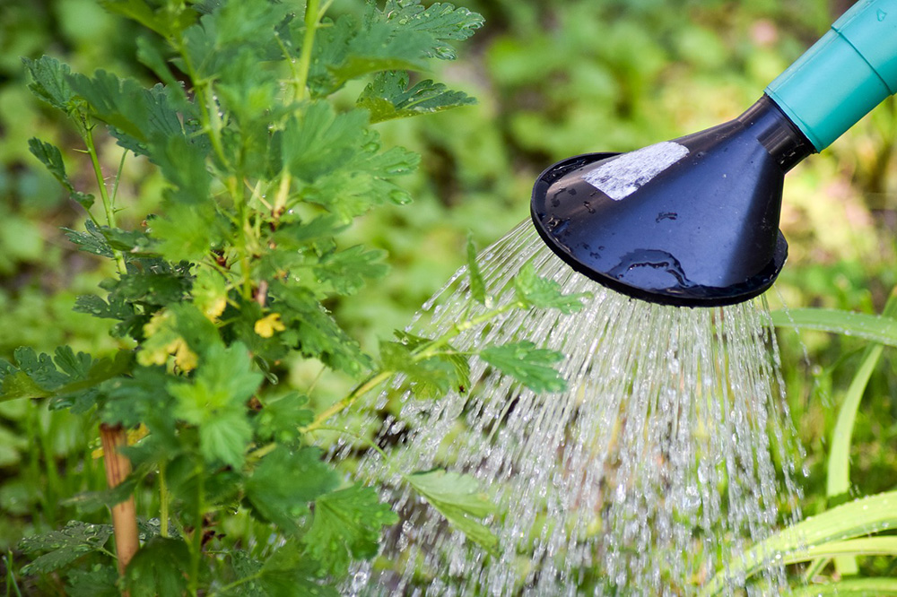 旅行中の植物への水やりも これで解決