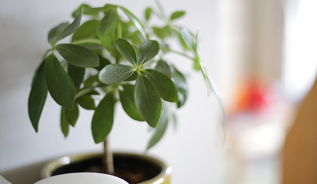 プロが勧める 室内で楽しむ 秋冬おすすめの観葉植物