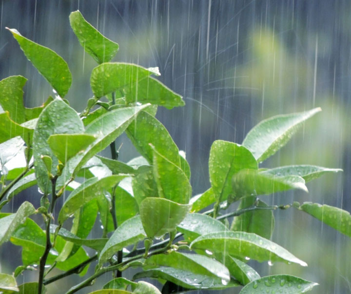 梅雨の植物