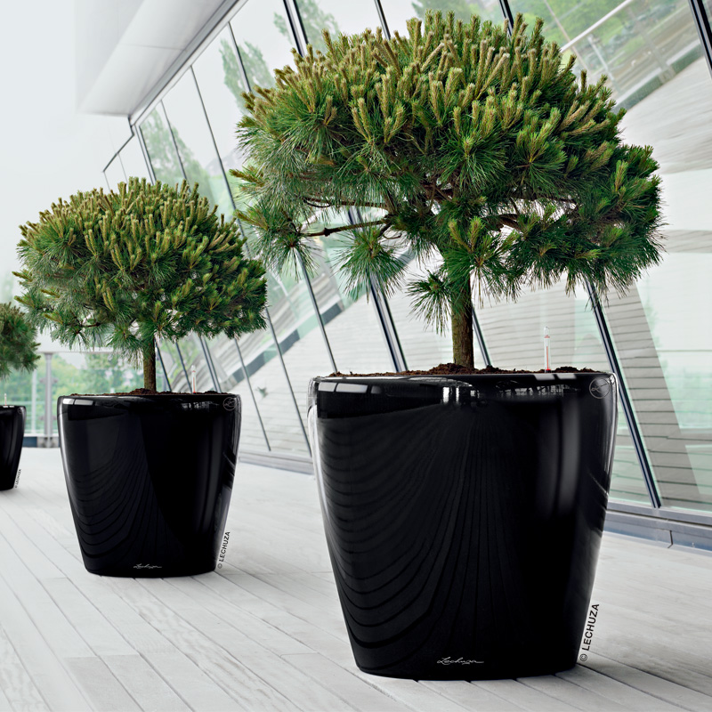 レチューザクラシコ70