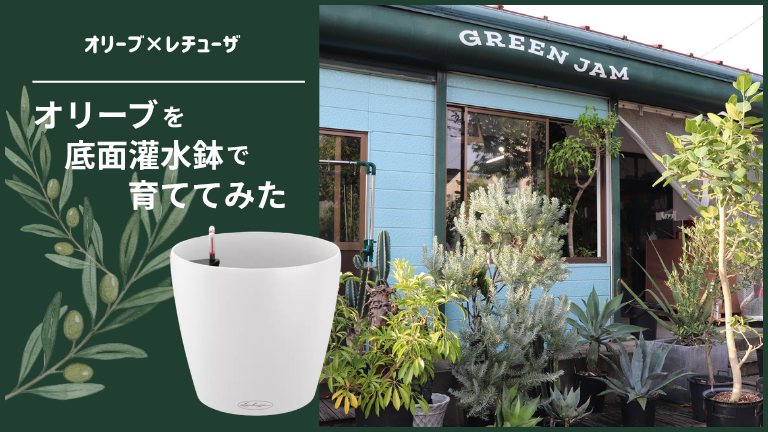 オリーブを底面灌水鉢で育ててみた