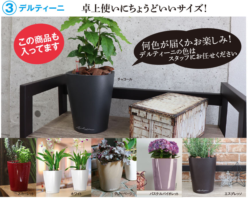 レチューザセール 数量限定