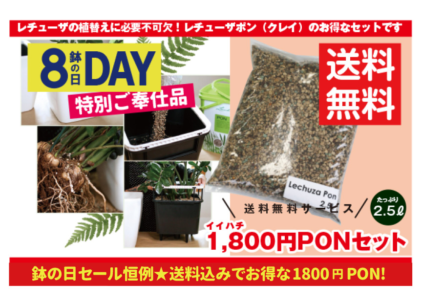 鉢の日セール限定1800円PON