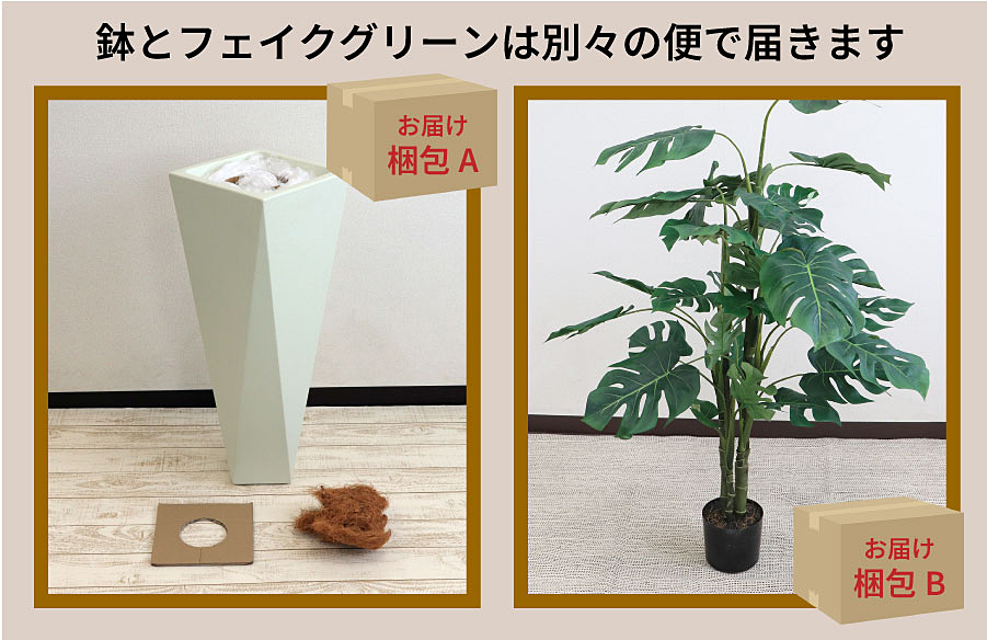ダイアモンド72とモンステラ