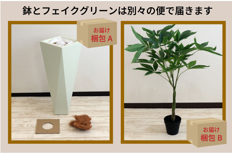 ダイアモンド72とパキラ