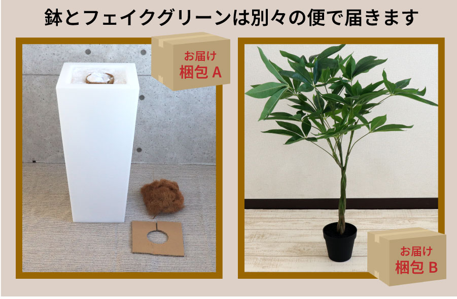 キアム35ライト付き+パキラ