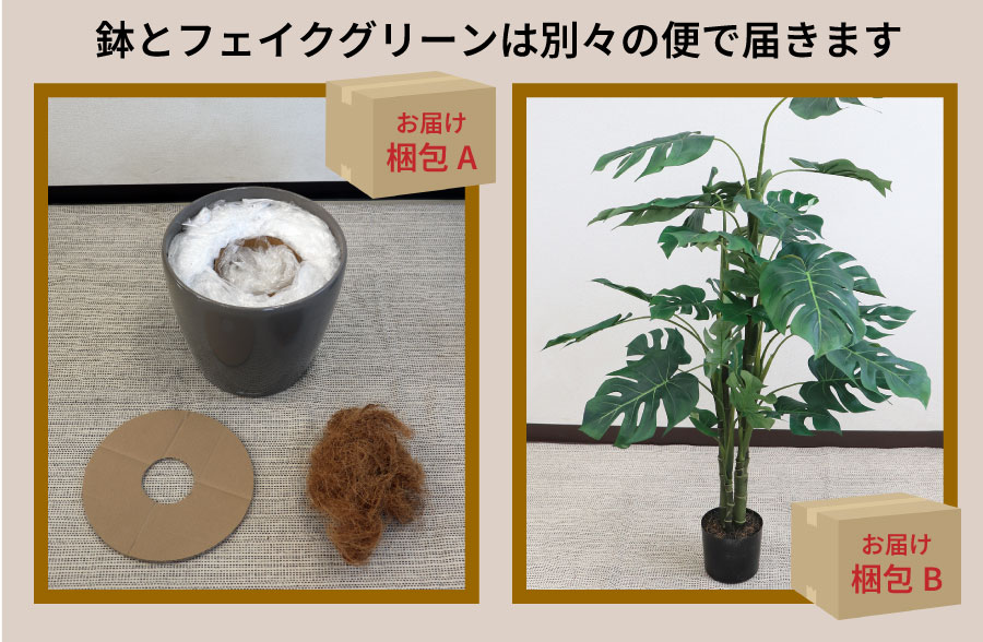 クラシコ35とモンステラ
