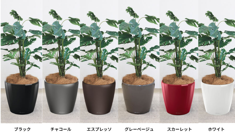 クラシコ35カラーバリエーション