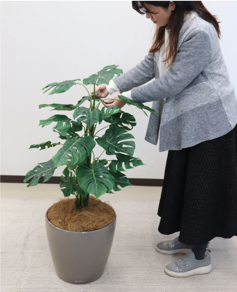 クラシコ35とモンステラ