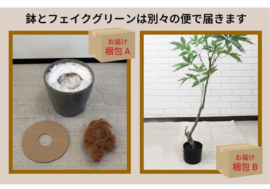 クラシコ35とパキラ