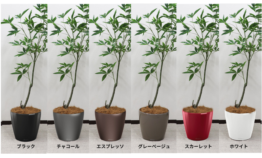 クラシコ35カラーバリエーション