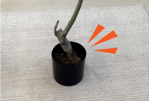 左画像