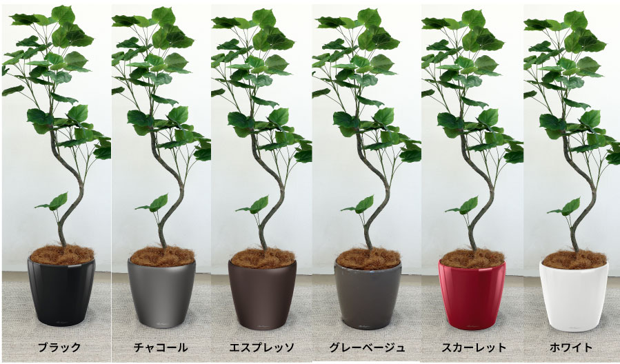 クラシコ35カラーバリエーション