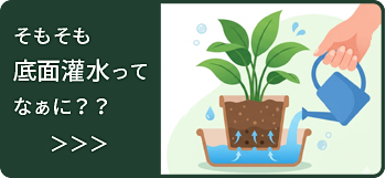 【限定お一方のみ50キロ相当】栽培用　茎根クレソン　湧き水育ち　クール便 ドイツ生まれの底面灌水付きオールインワンプランター輸入植木鉢