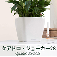 クアドロ・ジョーカー28