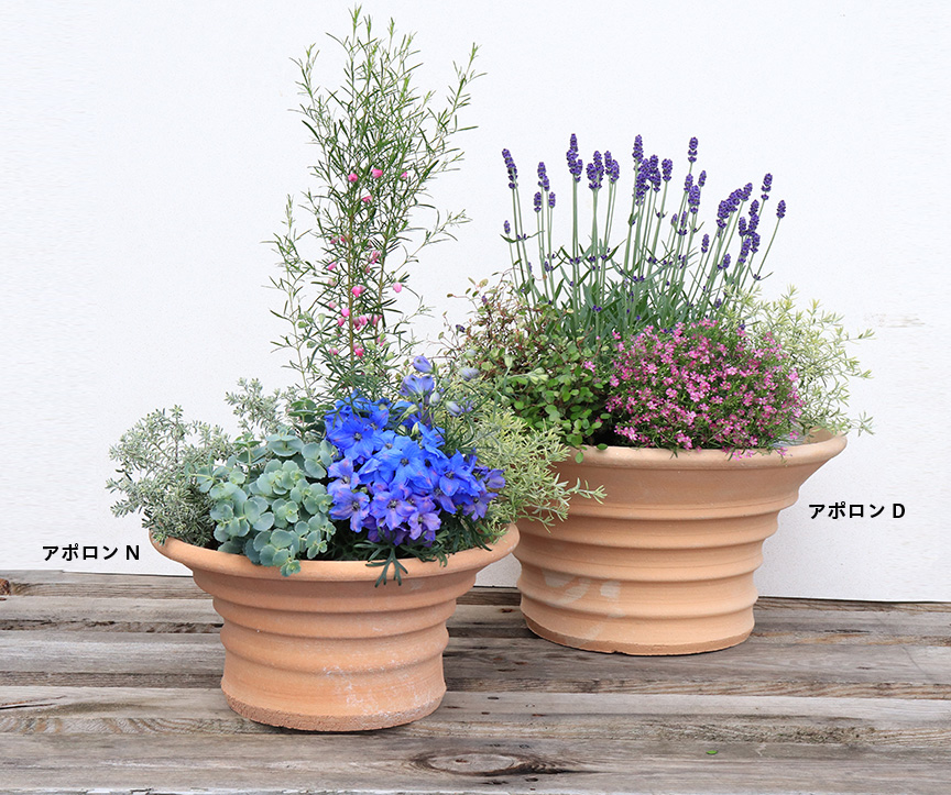 ギリシャ【アポロンD】