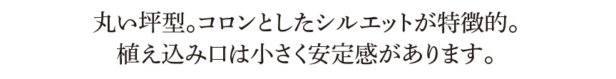 ギリシャ【ツァラーキ】