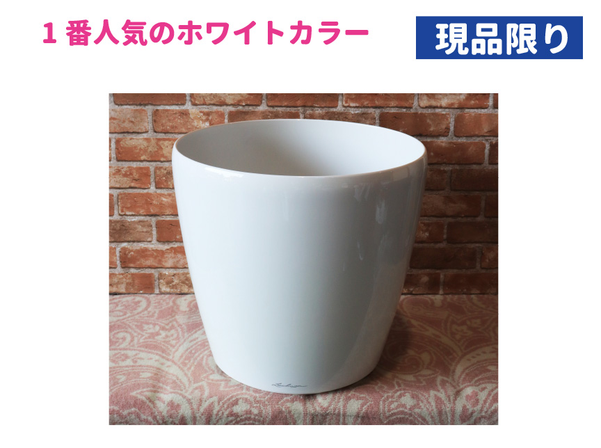 アウトレットセール【クラシコ43】