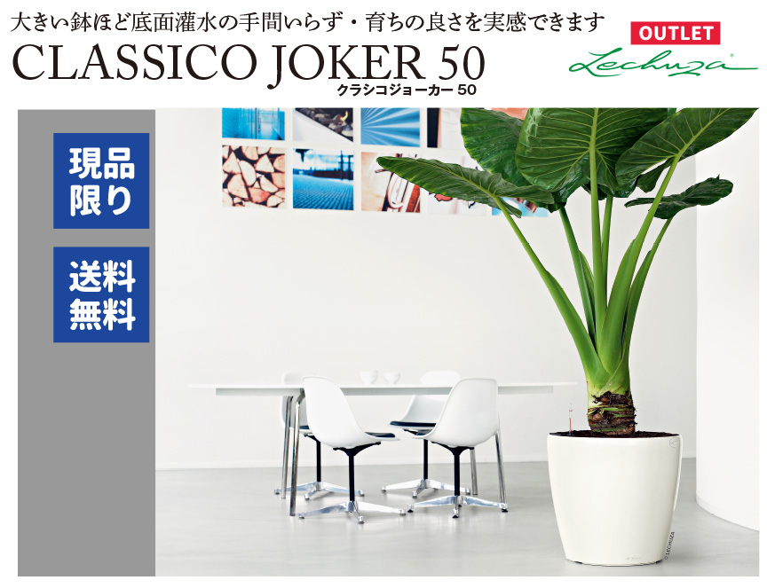 レチューザ訳アリセール