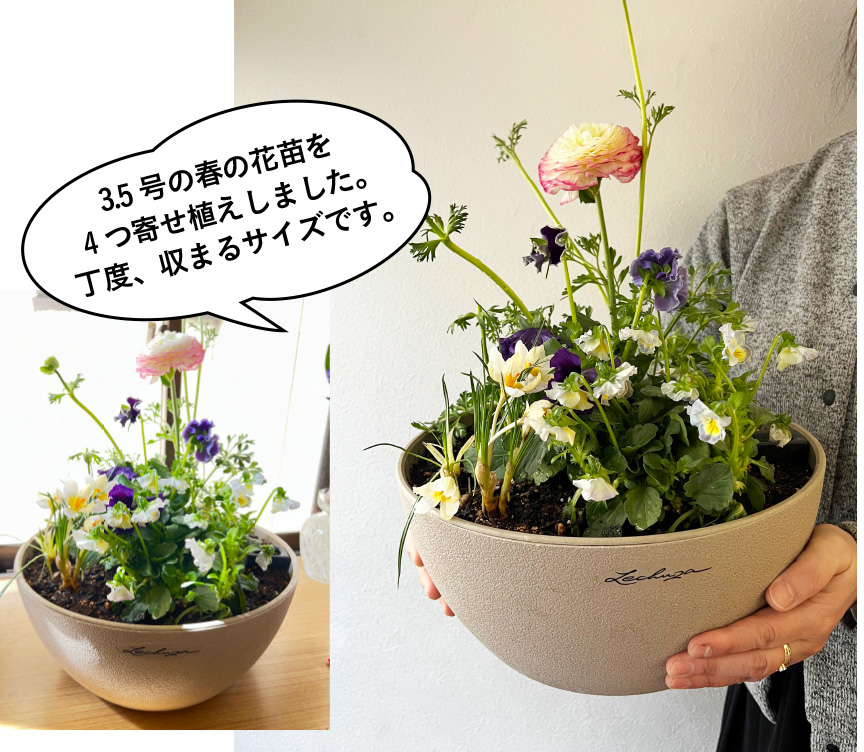レチューザ【キューベット】