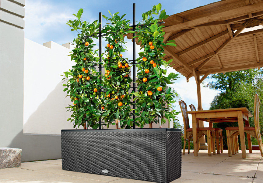 レチューザE【トレリス30用】