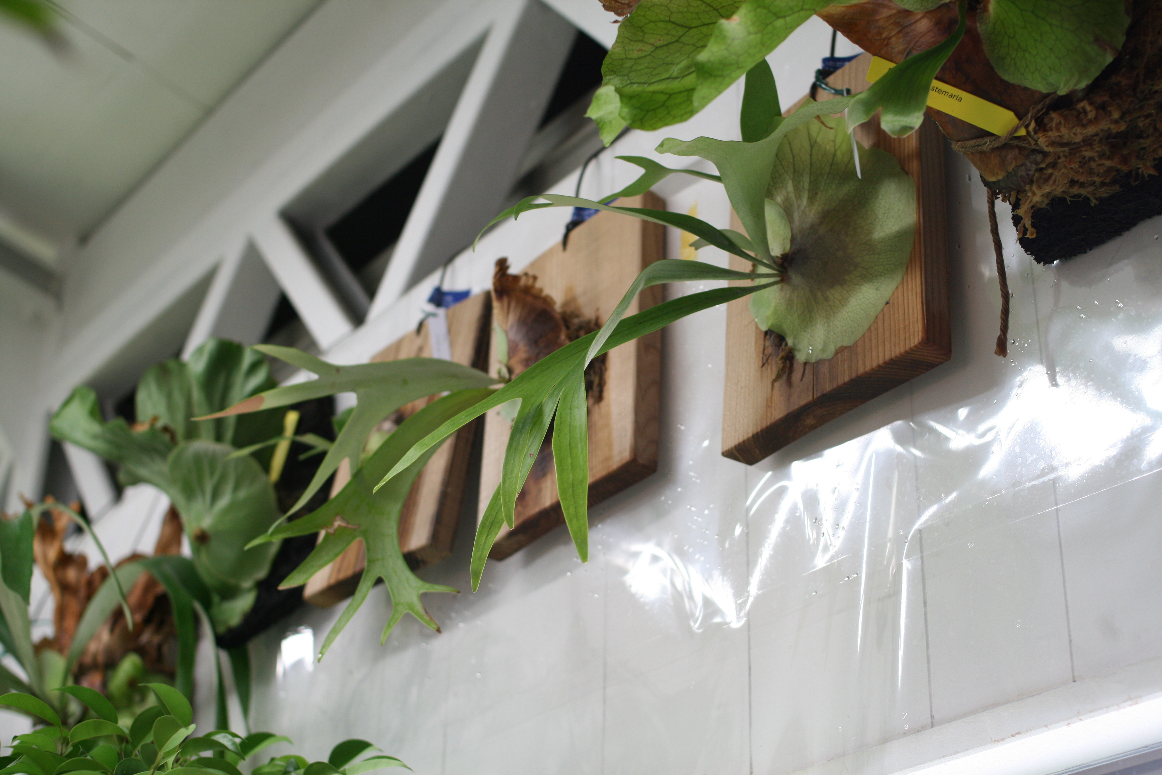 プランツDr.中山さんVol.42_2