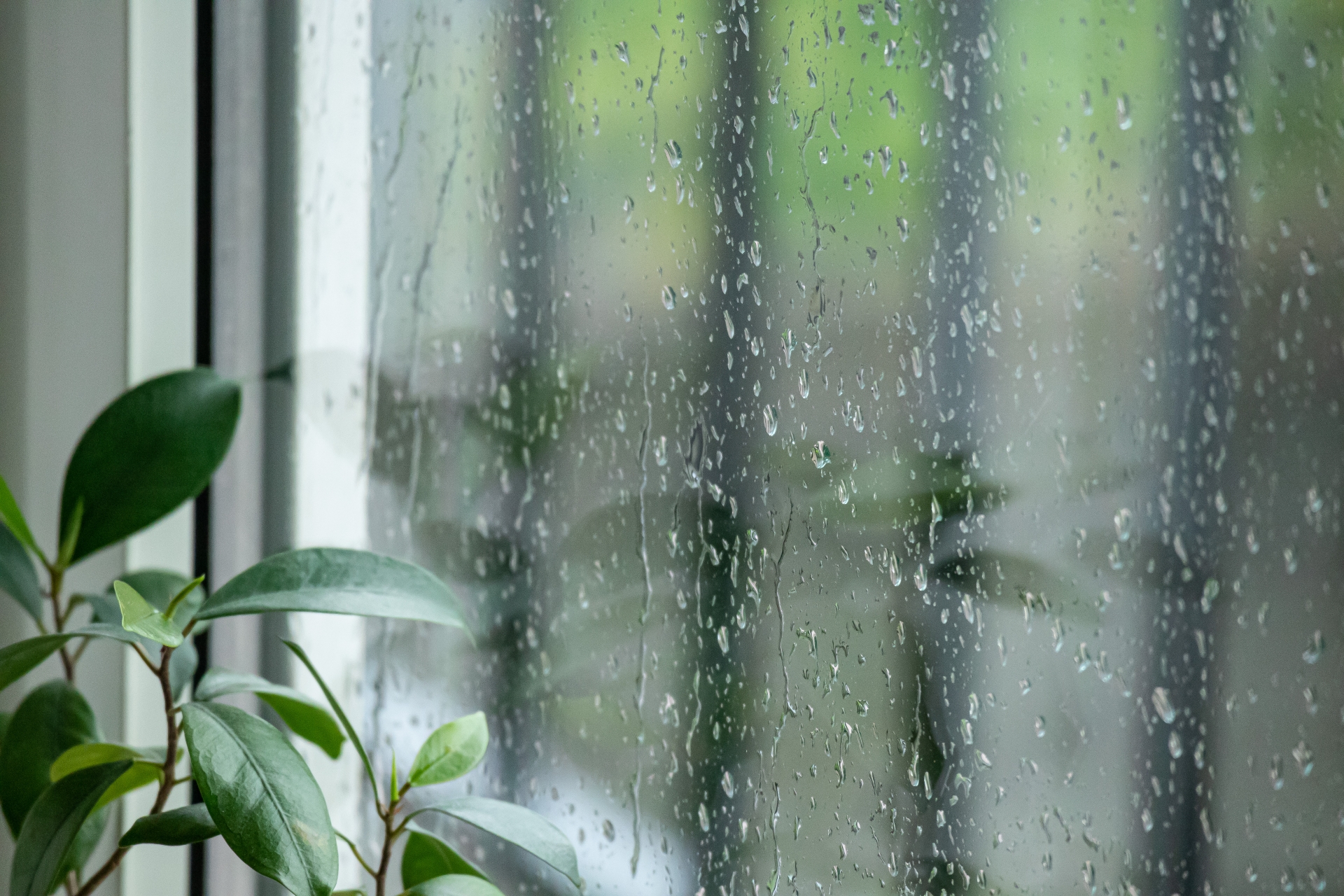 梅雨の季節ですね